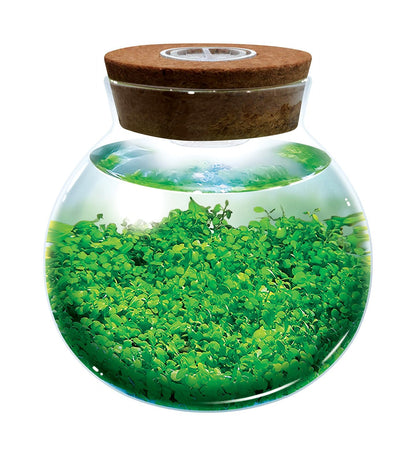 WaterPlants- Create Your Own Lush and Soothing Aquascape Terrarium Starter Kit, Indoor Plant Glass Globe Terrariums with Powerful 3 LED Light and Complete Supplies, Just Add Water!