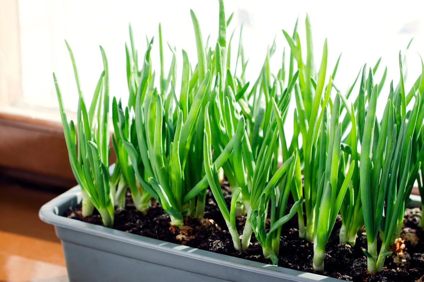 Sets 8 oz, Bulbs 60-80 Bulbs, White Ebenzer Onion Heirloom Non-GMO for Garden, Stargazer Perennials