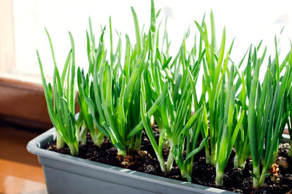 Sets 50-60 Bulbs, 8oz, Yellow Onion for Planting - Non-GMO Stuttgarter USA Grown - Stargazer Perennials