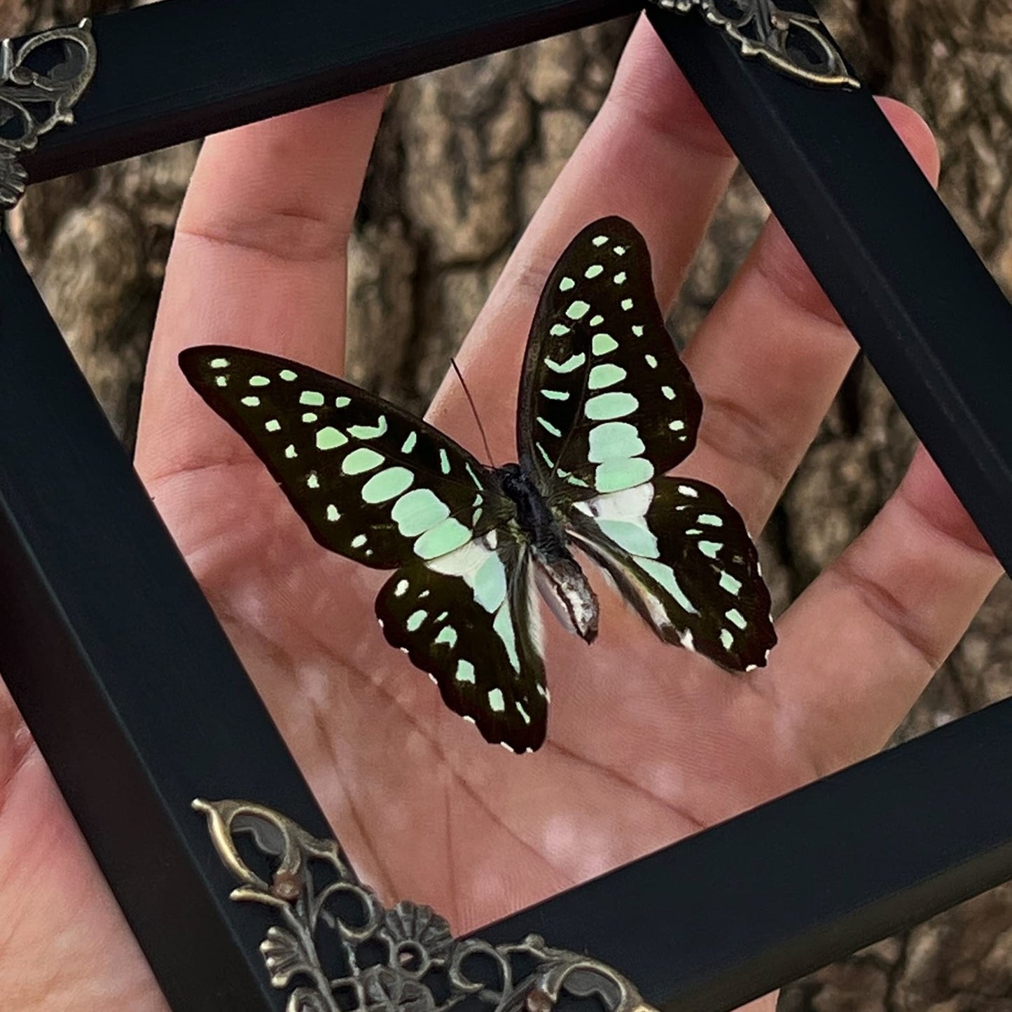 Real Framed Butterfly Gifts for Women Entomology Insect Dried Shadow Box Taxidermy Specimen Display Oddities Curiousities Tabletop Wall Hanging Home Decor K12-11-KINH