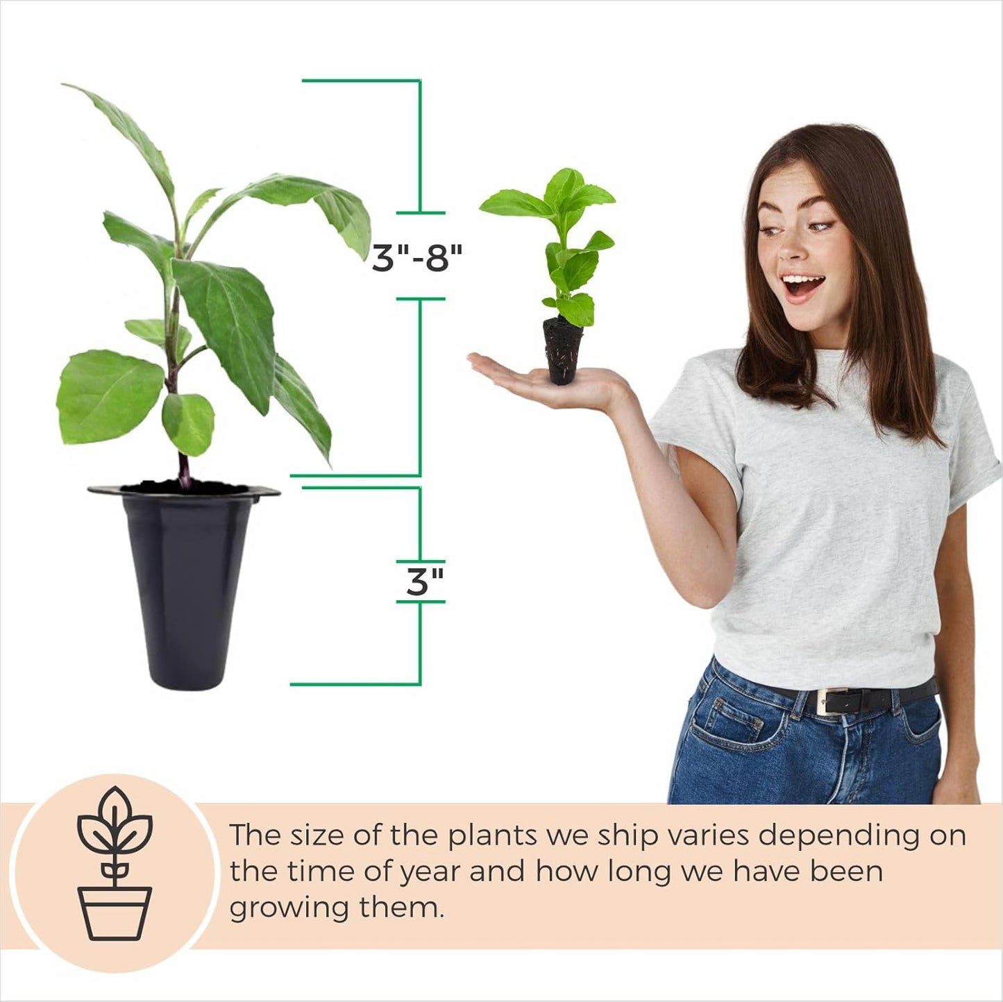 (4 Pack) Longevity Spinach Plant | Real Live Vegetable Plant for Sale | Nutrient-Rich Superfood | Easy to Grow Live