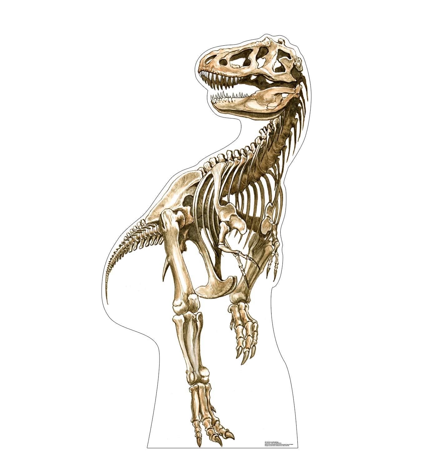 Cardboard People Tyrannosaurus Rex Skeleton Life Size Cardboard Cutout Standup