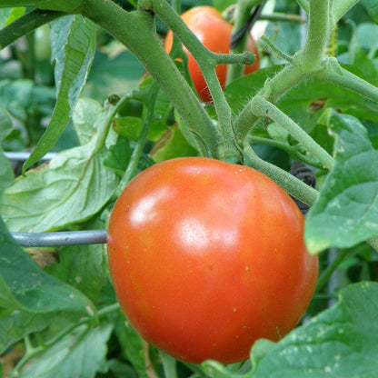4 Pack 16 oz Bonnie Plants Better Boy Tomato: Live Vegetable Plants, Disease Resistant, Large Fruit Size, Non-GMO, Red