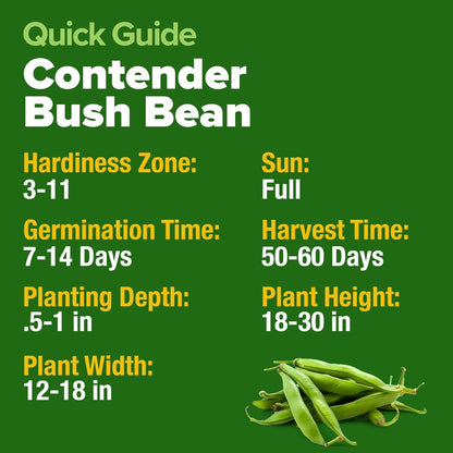 56+ HOME GROWN Contender Bush Bean Seeds Heirloom Non-GMO, High Germination, Stringless Green Beans for Planting, Early