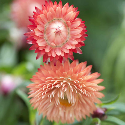 Eden Brothers Strawflower Seeds - King Size Salmon