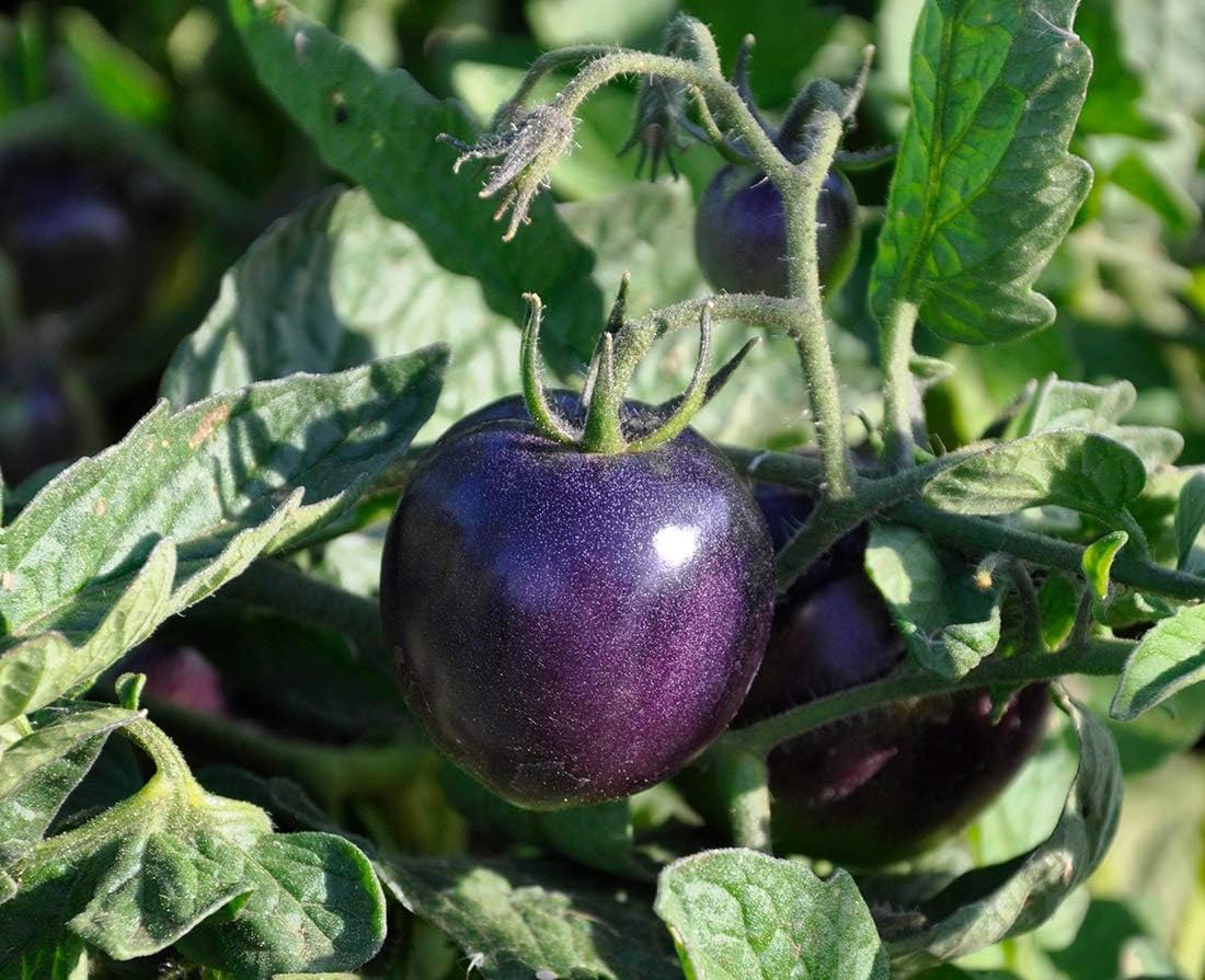 NIKA SEEDS 20 Seeds Tomato Indigo Rose Seeds