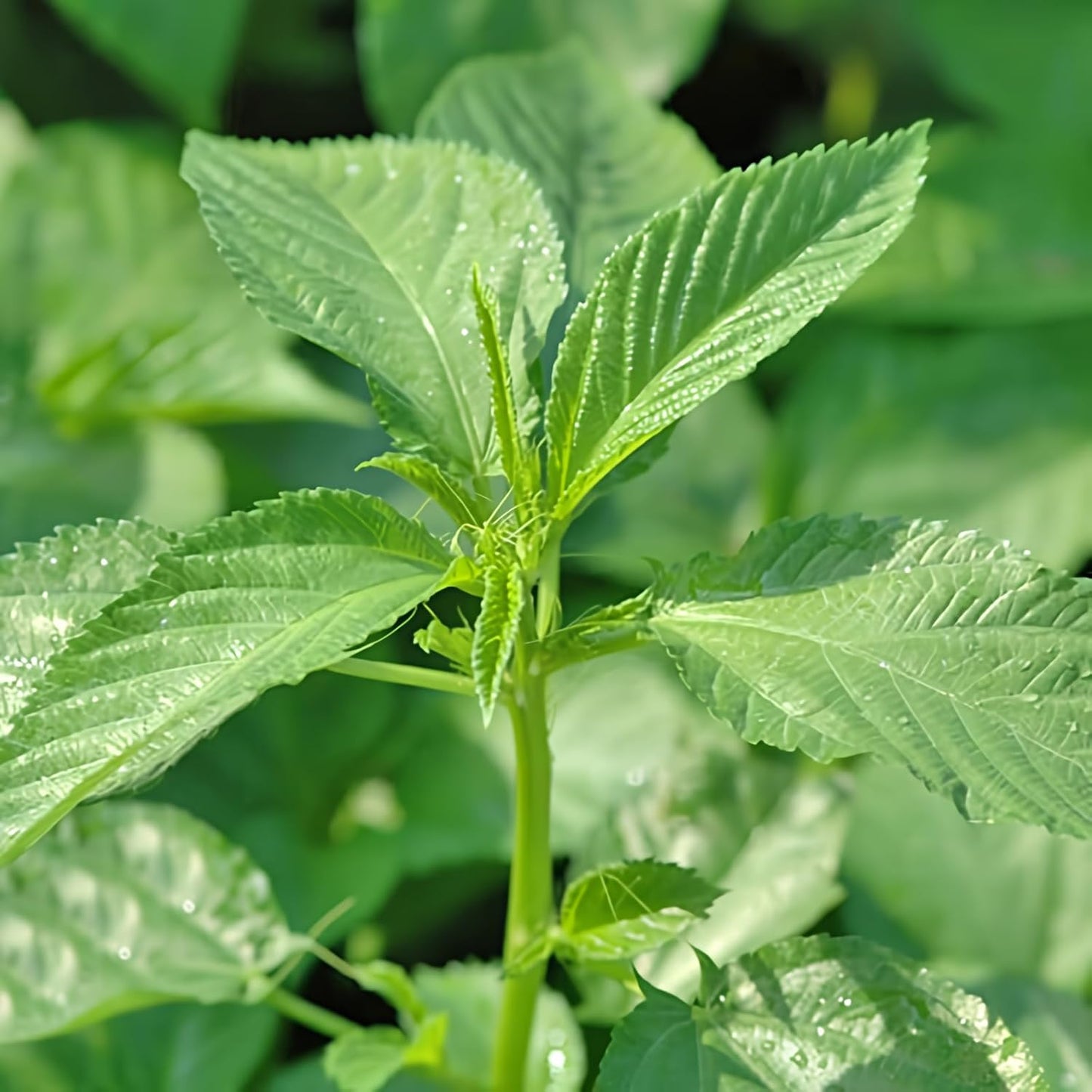 Generic 2000+ Seeds Egyptian Spinach, Jute Plant, Corchorus Olitorius Molokhia, Ewedu, Jute, Saluyot Seeds, Rau ay