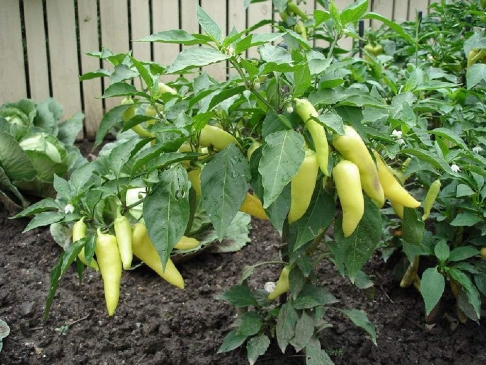 Seeds,50 Count Sweet Banana Pepper COOL BEANS N SPROUTS Brand. Heirloom. Non-GMO. Home Gardening.