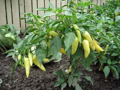 Seeds,25 Count Sweet Banana Pepper COOL BEANS N SPROUTS Brand. Heirloom. Non-GMO. Home Gardening.