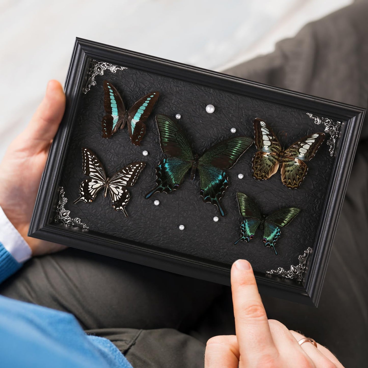 Real Framed Butterfly Taxidermy Collection - Set of 5 in Shadow Box Display - Natural Wood Frame with Museum Quality Preservation - for Home Decor, Wall Art, Gift