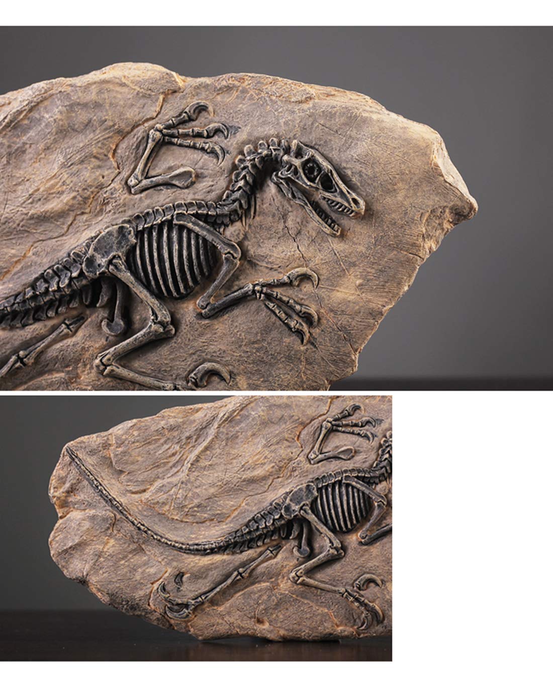XINDAM Resin Dinosaur Fossil Statue Model Simulated Skeleton Home Office Display Decorative Craft Box Decoration (Style 2)