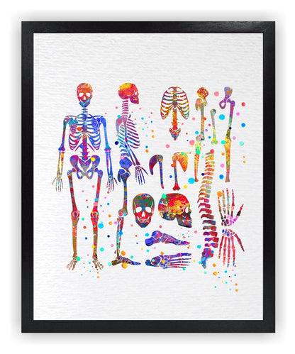 Dignovel Studios 8X10 Unframed Skeletal System Human Skeleton Body Anatomy Medical Medicine Science Watercolor Art Print Poster Wall Nursery Kids Office Home Decor DN574