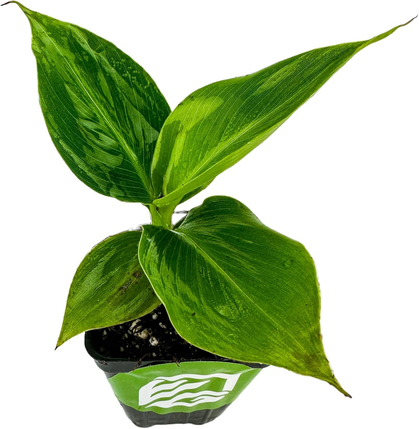 Little Prince Banana - Musa 'Little Prince' by Wellspring Gardens - Ornamental Tropical Beauty for Container Gardening