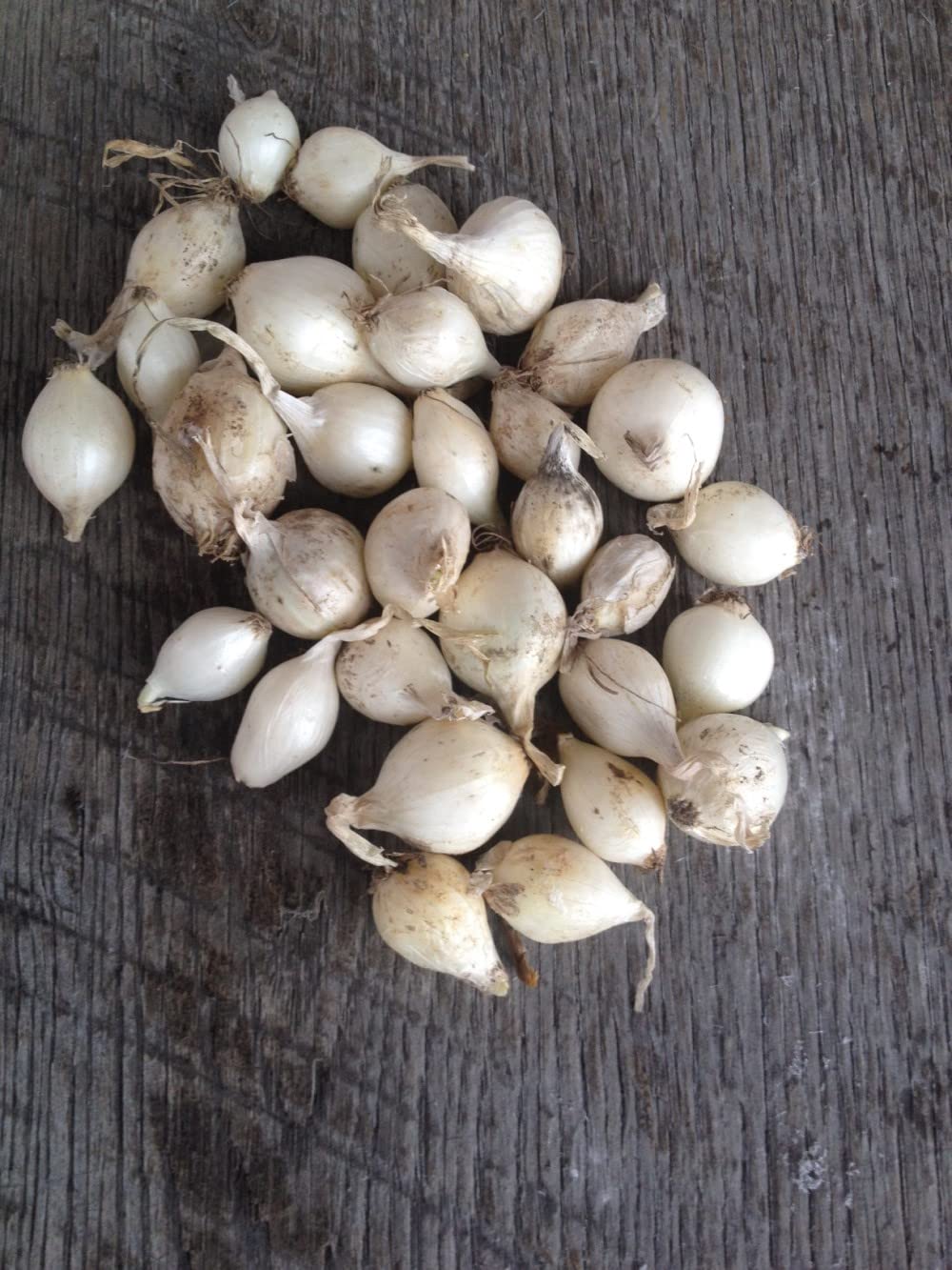 Bulb Sets, Sets, 100 Count, sets, bulb sets Onion Mixed Onion This is a random mix of White,Yellow and Red Onion Onion