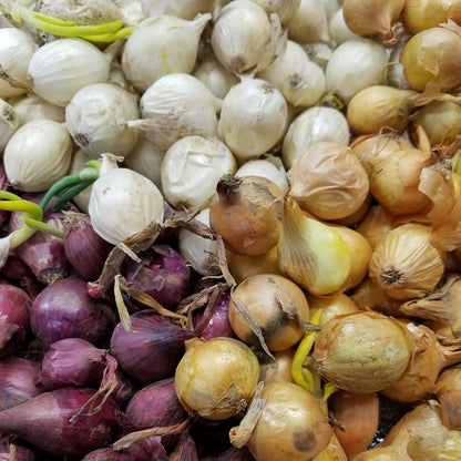 Bulb Sets, Sets, 100 Count, sets, bulb sets Onion Mixed Onion This is a random mix of White,Yellow and Red Onion Onion
