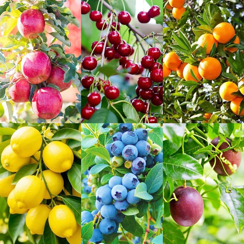 6 Planting-40 &10 40 40 &40 10 Types Mix Fruit Seeds for Lemon Cheery & Orange & Apple Passion Fruit & Blueberry Seeds