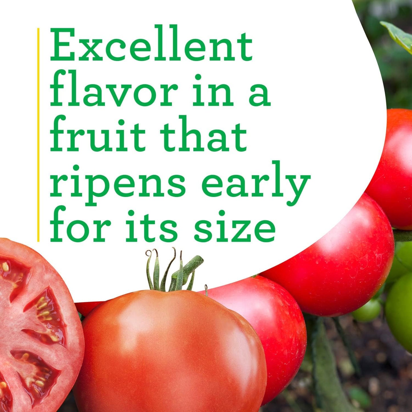 19.3 oz. 4-pack Bonnie Plants Big Beef Tomato