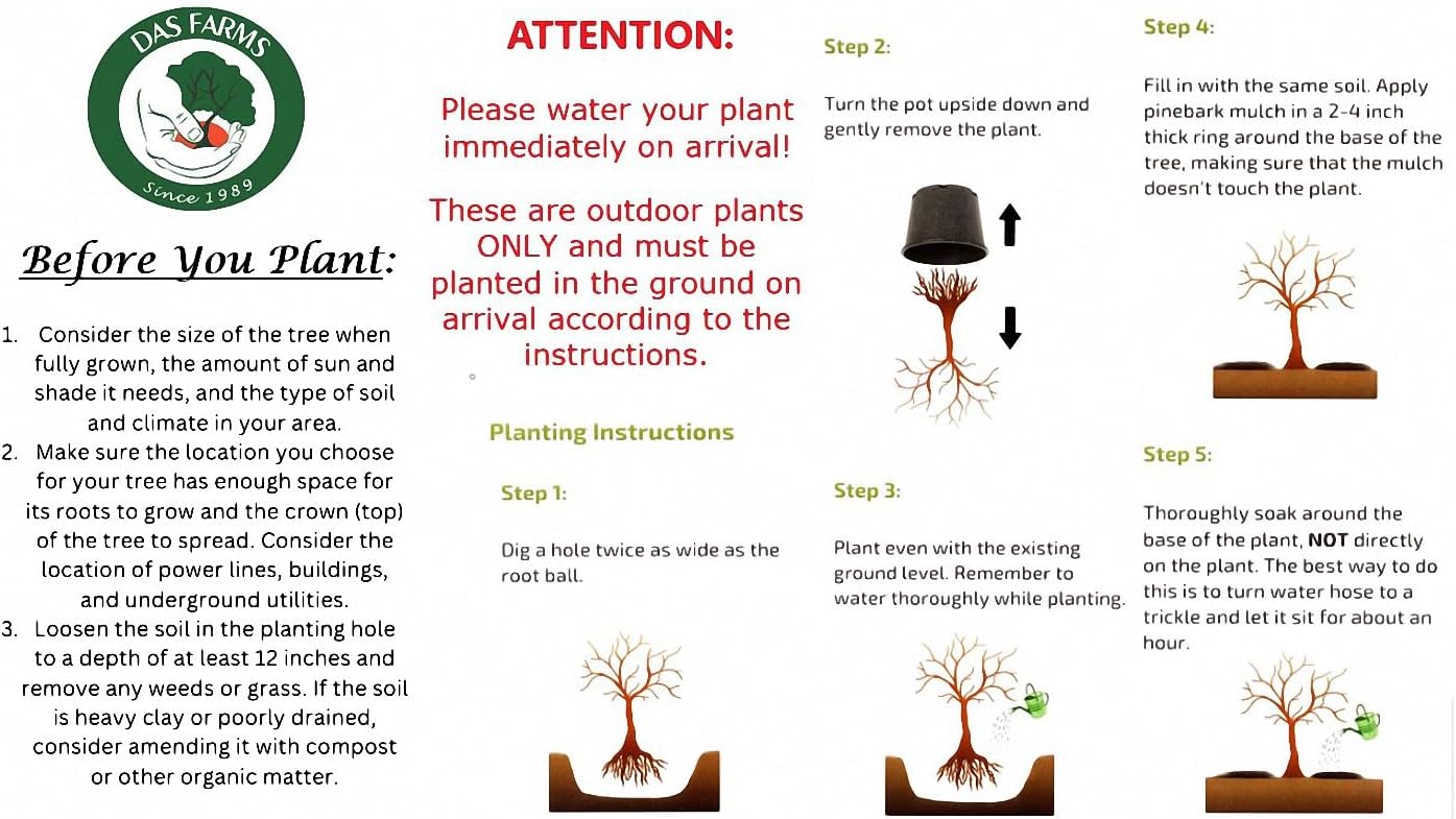 3 Gala Apple Tree - Grow Fresh Fruit - Live Plant Shipped Feet Tall by DAS Farms