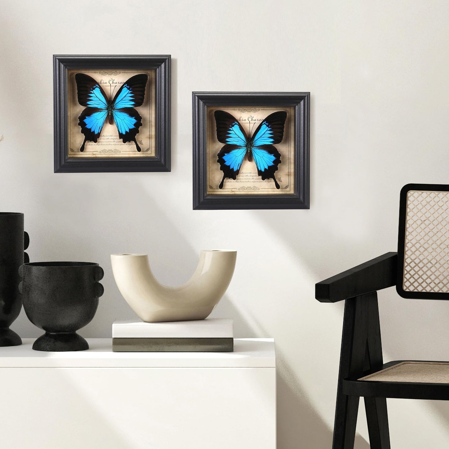 Butterfly Specimen Photo Frame,Real Butterfly Shadow Box. (Heavenly Swallow Butterfly)
