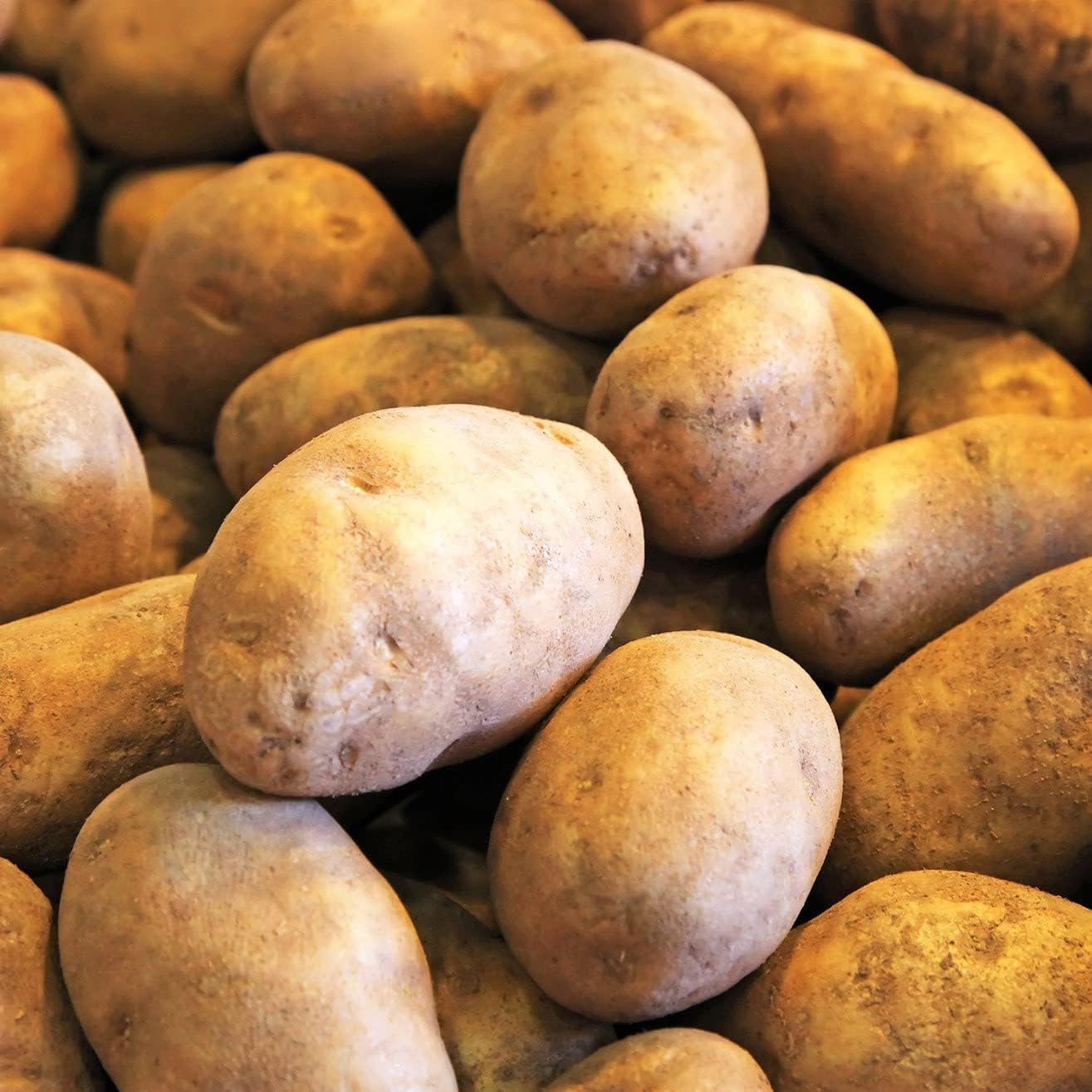 Russet Bulbs 2026-2 TomorrowSeeds - Seed Potatoes - USDA Certified for Growers Size B Non GMO Brown Burbank Idaho