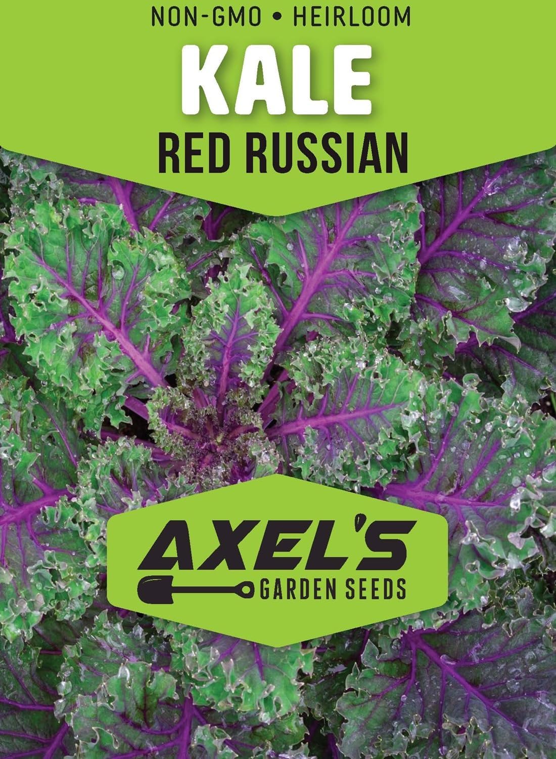 Axel's Garden Seeds 2 Packets Red Russian Kale Seeds for Planting Plant & Grow Heirloom Non GMO Red Russian Kale