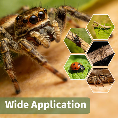 Jumping Spider Enclosure Accessories, DIY Habitat Decoration Set with Feeding Dish and Hideout, Spider Enclosure, Habitat Accessories for Jumping Spider, Tarantula, Insect