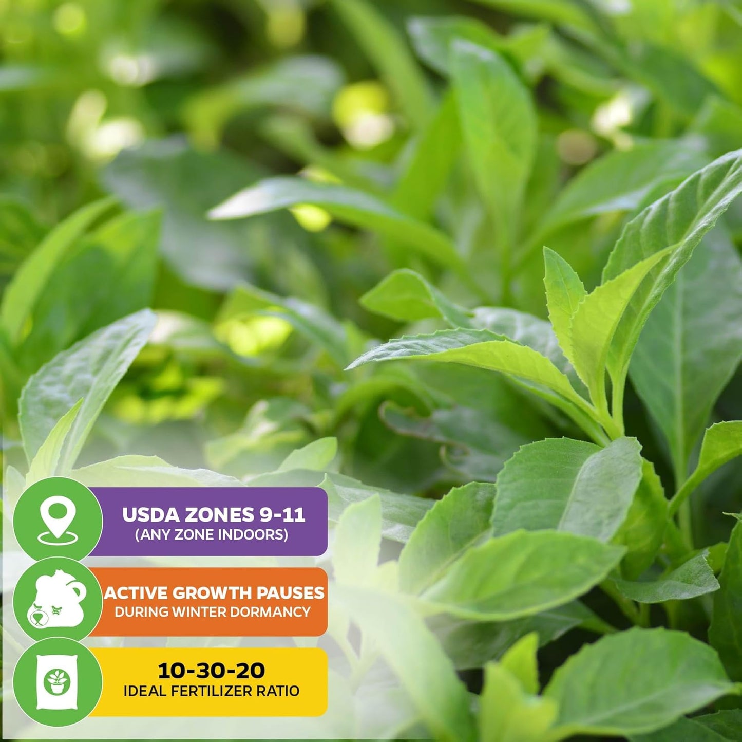 (2-Pack) Longevity Spinach Live Plant - Gynura procumbens - Wellspring Gardens Nutrient-Rich Live Vegetable Plants