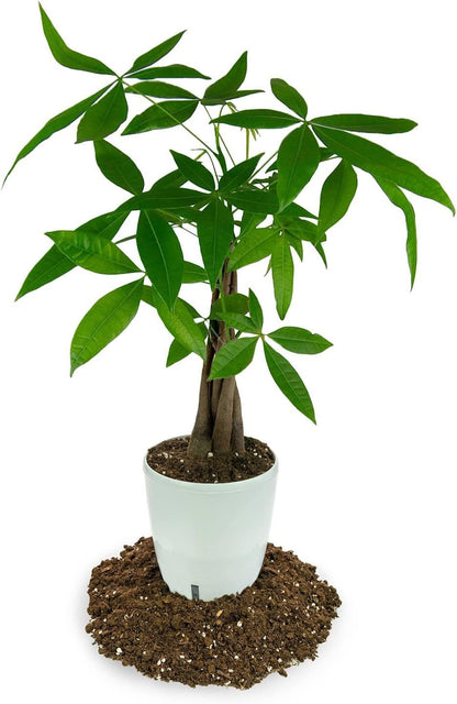 [2 Gardenera's Award-Winning Lemon Tree Soil Mix: The Ideal Choice for Healthy, Productive Citrus Trees - Quart Bag]