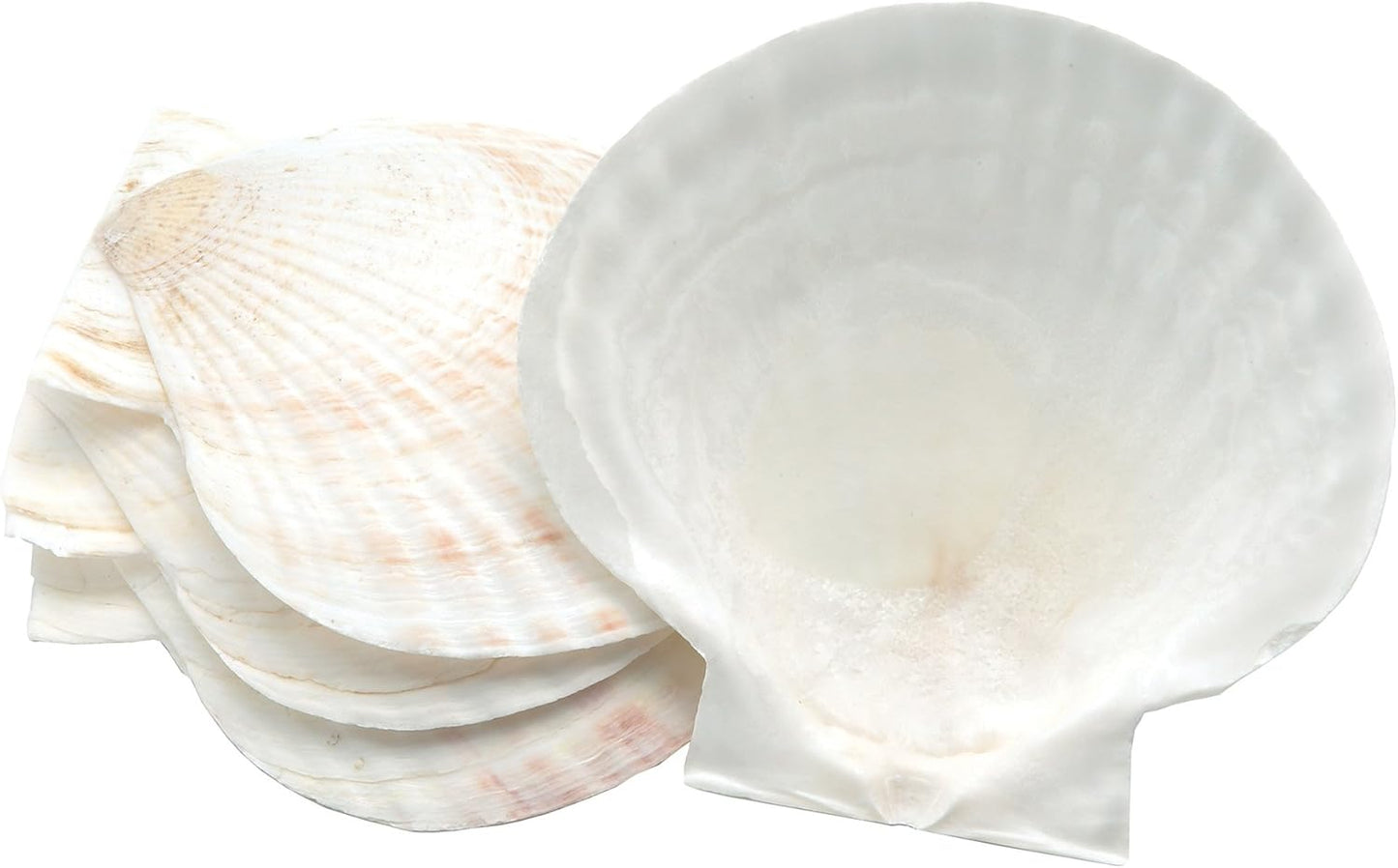 Natural Baking Sea Shells, 5-Inch, Set of 4