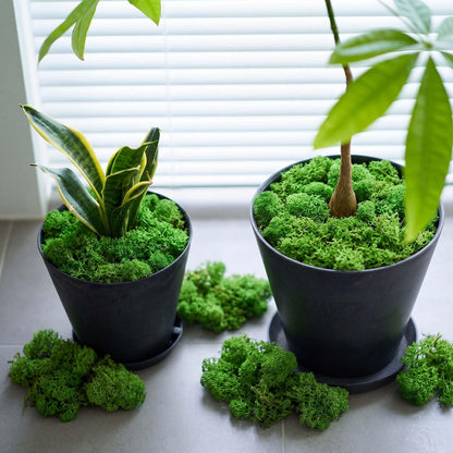Suncalla Green Artificial Moss for Crafts 43.32oz/2.7lb Fake Green Moss Faux Grass for Potted Plants Indoor Bulk Large Capacity Fairy Garden DIY Decoration Model Making Walls Table Decors Home