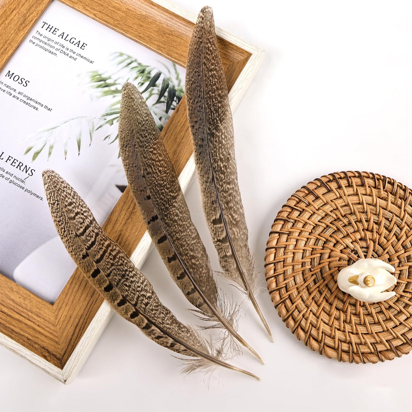 THARAHT 24pcs Male Ringneck Pheasant Tails Feathers Natural Feathers 8-10inch 20-25cm for Crafts Home Wedding Party Performance DIY Decoration Male Pheasant Feathers