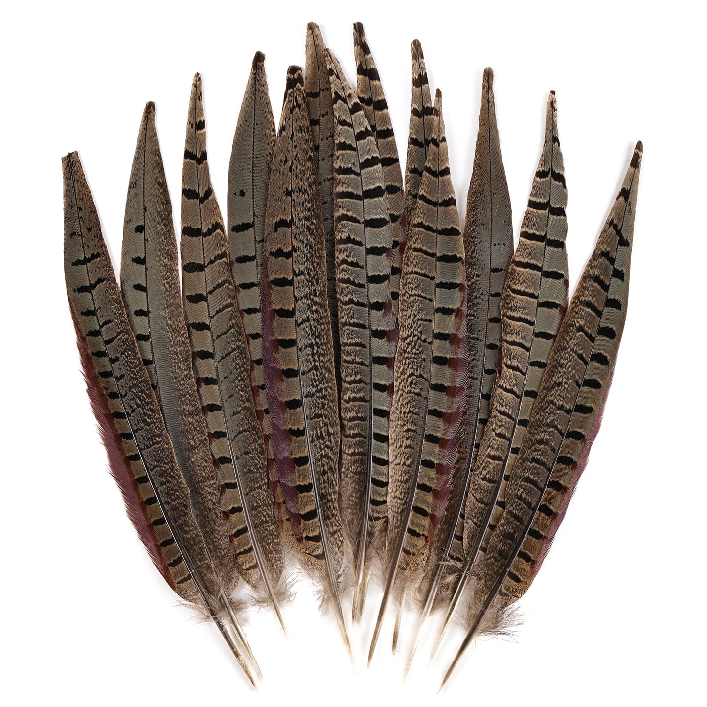 MAOFENG 12pcs Natural Feathers Male Ringneck Pheasant Tails Feathers 10-12inch 25-30cm for Crafts Wedding Party Performance Home DIY Decoration,Male Pheasant Feathers
