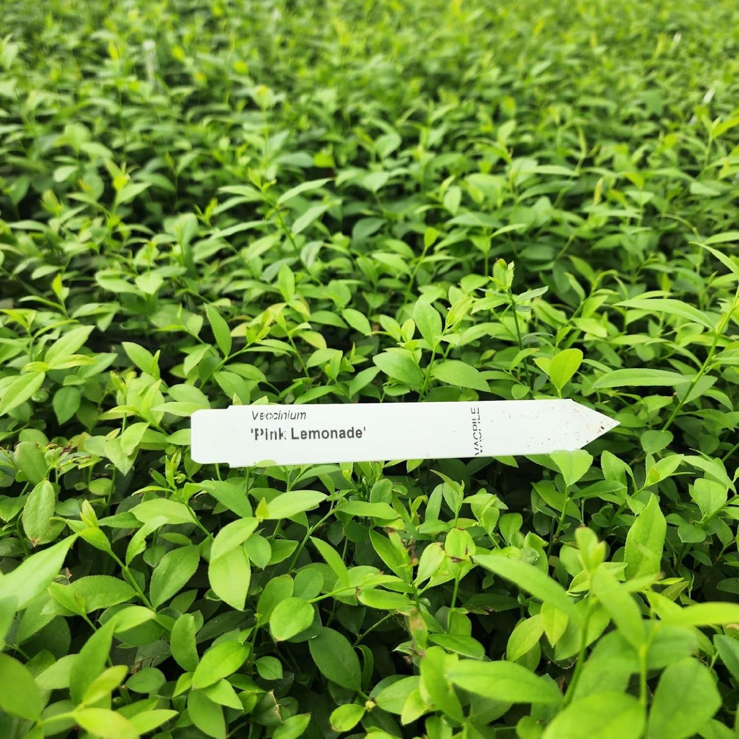 (4 Pack) Pink Lemonade Blueberry Bushes Live Plants for Planting, Unique Pink Berries, Sweet Flavor, High-Yielding