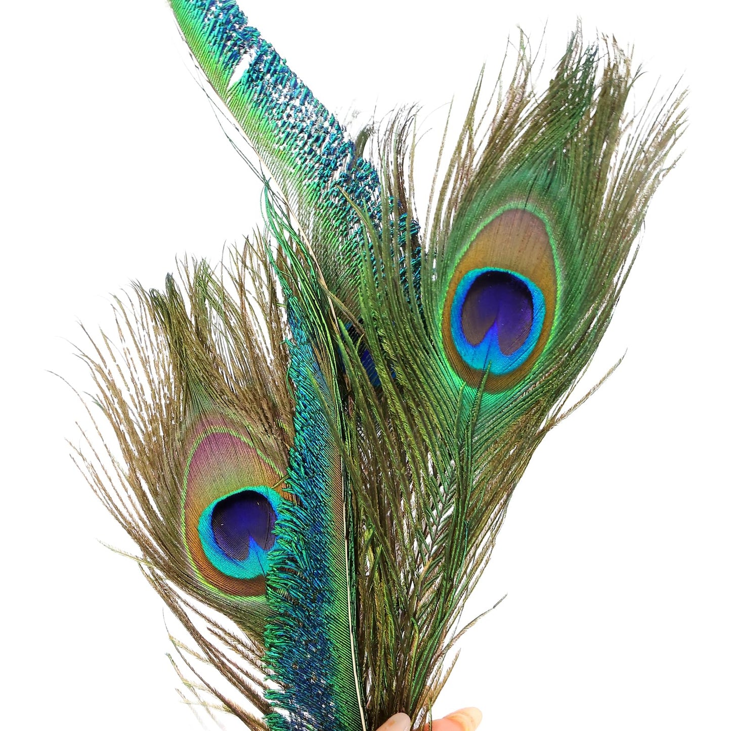 iHUFeather 20PCS Real Natural Peacock Feathers Peacock Swords 10-12 inch,for DIY Craft,Floral Arrangements,Wedding,Home and Party Decorations Feathers,Natural