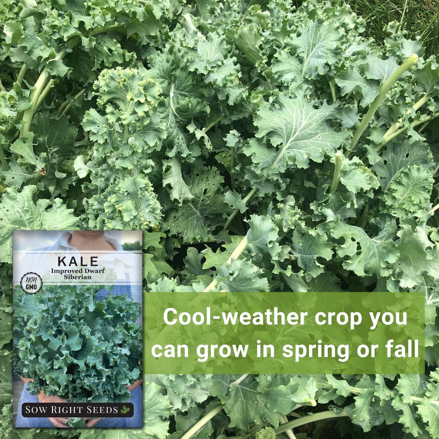 Packet (2) Sow Right Seeds - Dwarf Siberian Improved Kale Seed for Planting - Non-GMO Heirloom with Instructions