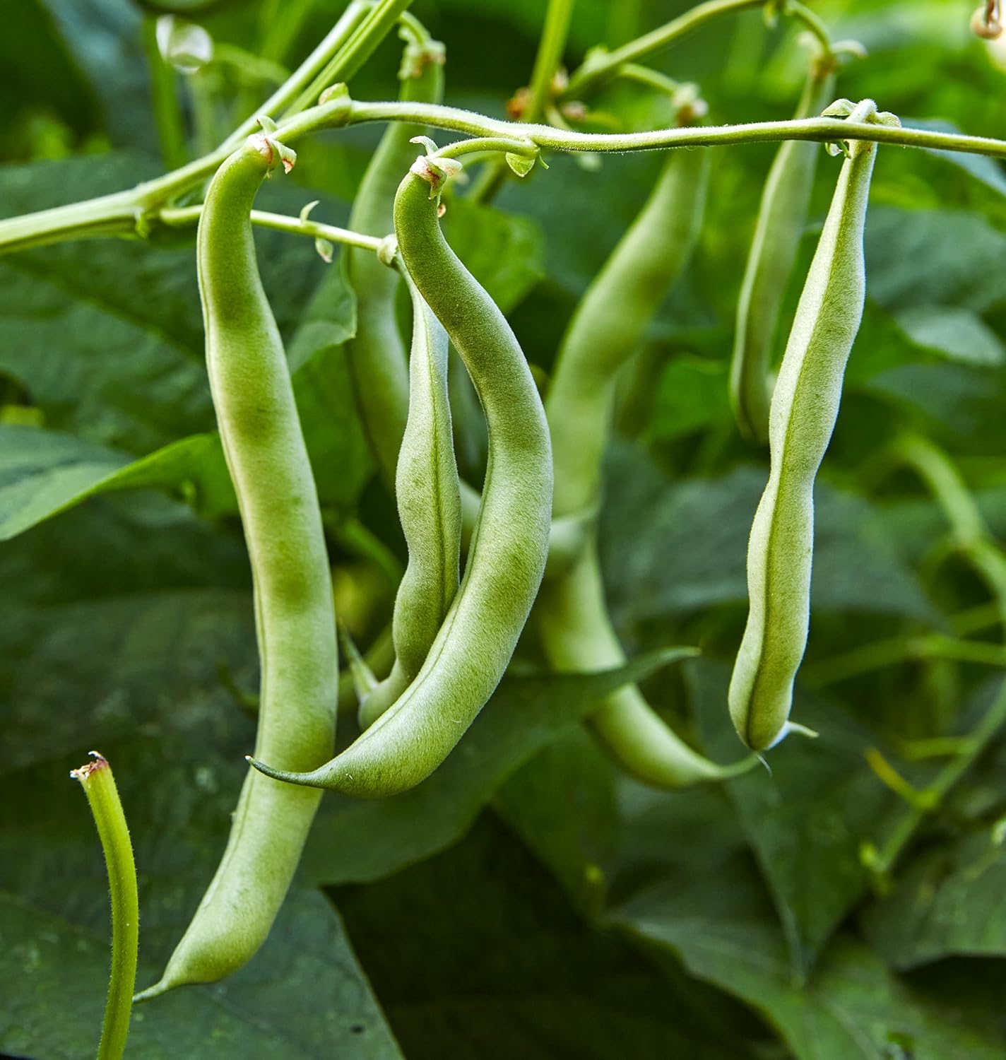 274 2 Burpee Blue Lake Bush Bean Seeds ounces of seed