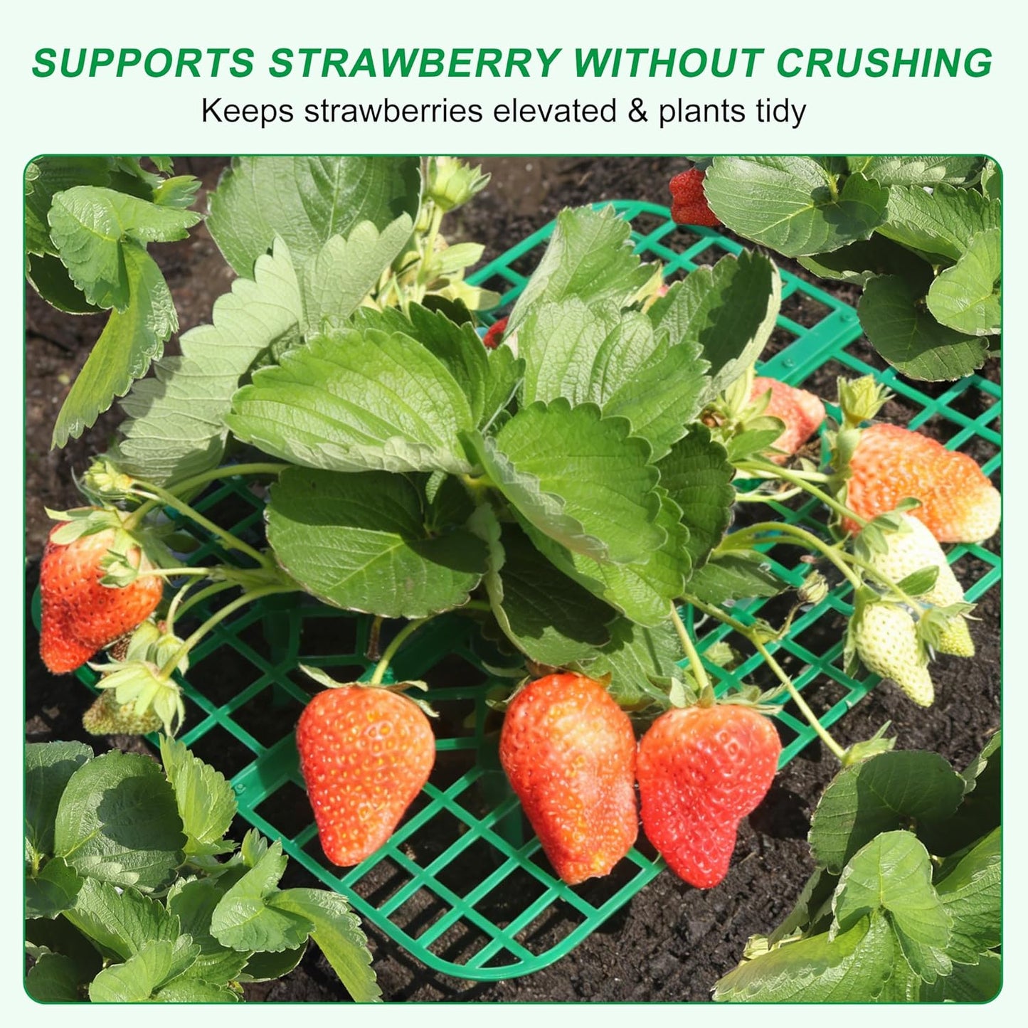 10 Pack, Strawberry Plant Support, Raised Grid Stand to Keep Strawberries Off the Ground, Strawberry Holder for Garden