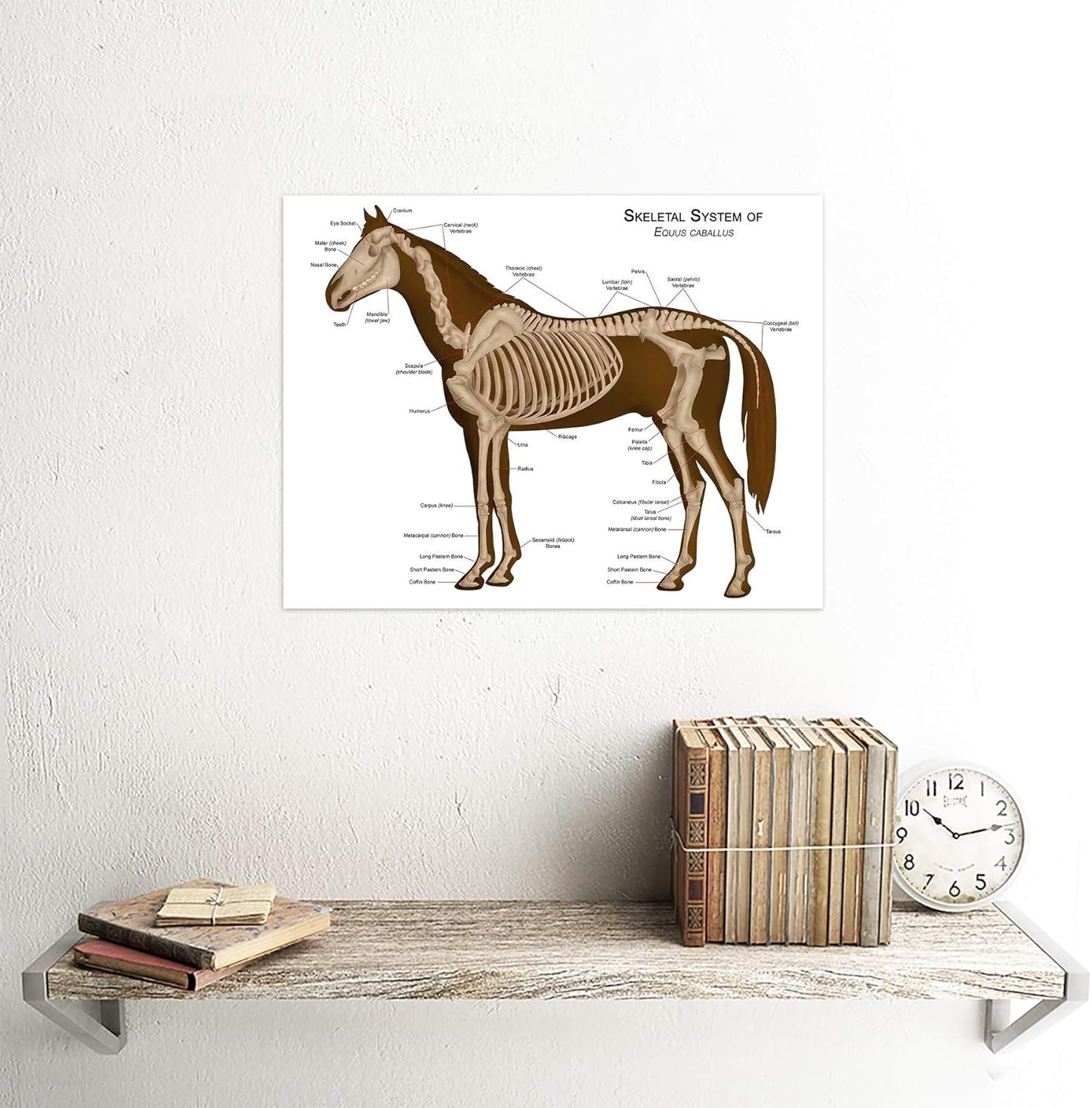 Wee Blue Coo Animals Skeleton Bones Horse Anatomy Unframed Wall Art Print, Premium Home Decor