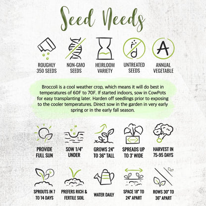 5 Packs) Seed Needs Cauliflower Seeds for Planting Romanesco Broccoli/Cauliflowers - Non-GMO Heirloom & Untreated