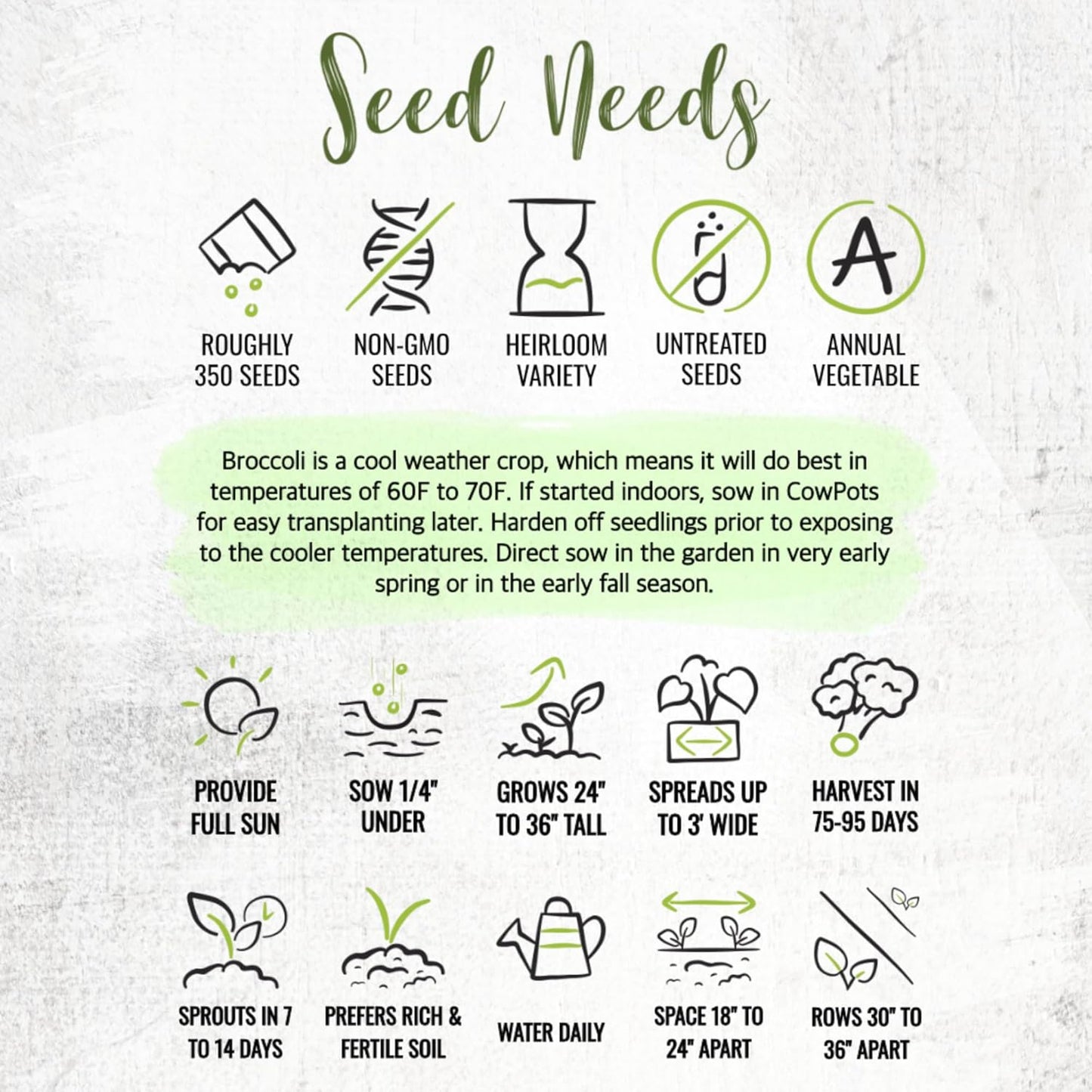 (1 Pack) Seed Needs Cauliflower Seeds for Planting Romanesco Broccoli/Cauliflowers - Non-GMO Heirloom & Untreated
