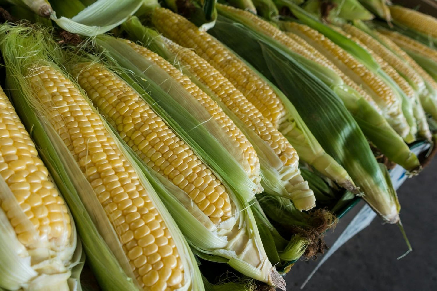 Pack 200 Park Seed Variety of Corn Seeds, Non-GMO Vegetable Seeds for Planting, Easy to Grow, Perfect for Harvesting