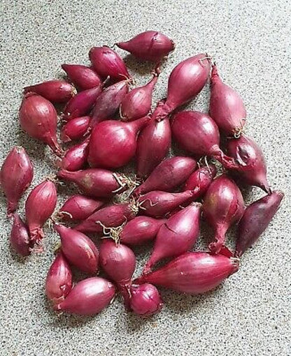 Bulb Sets, Sets, 100 Count, sets, bulb sets Onion Mixed Onion This is a random mix of White,Yellow and Red Onion Onion