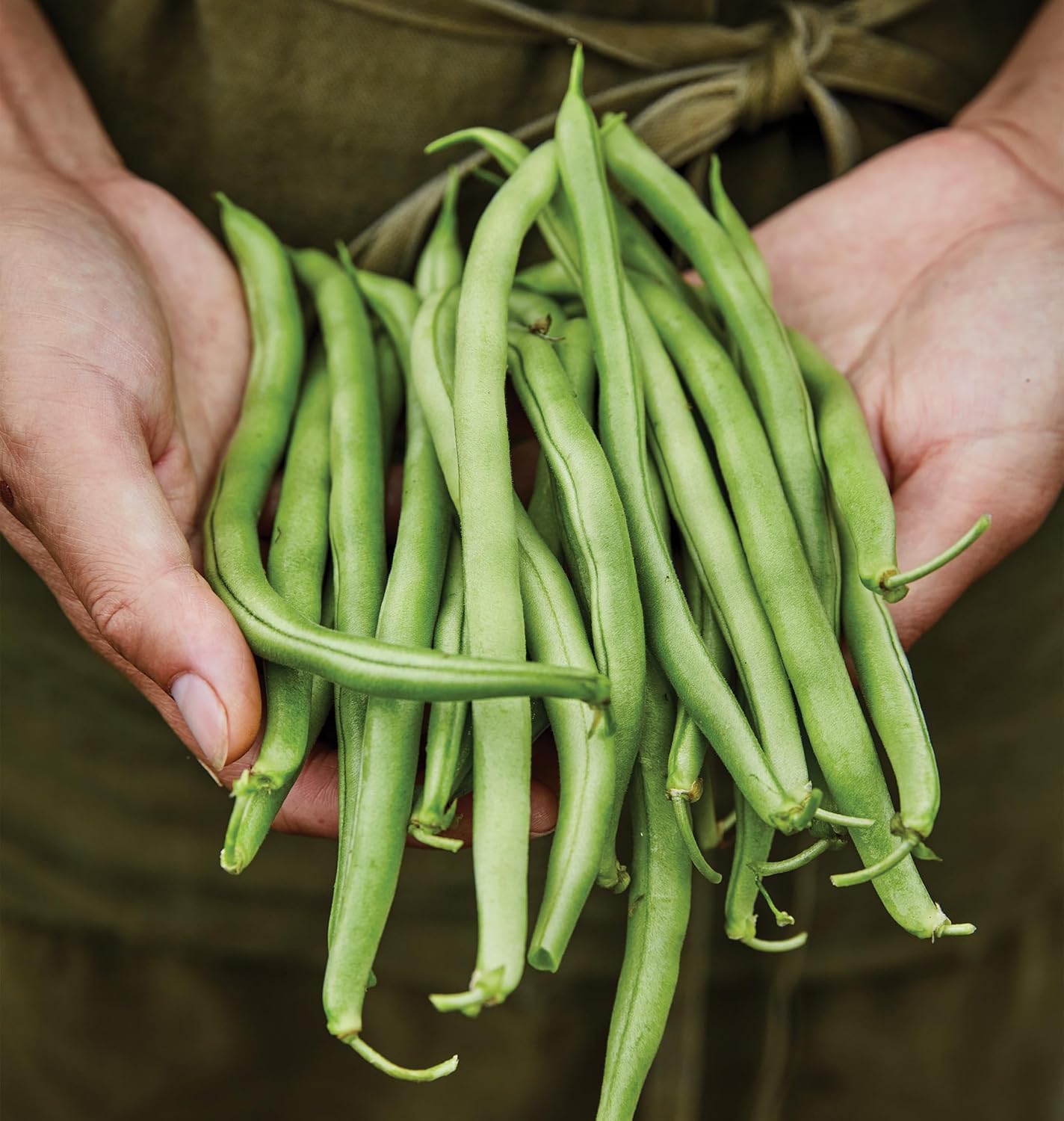 274 2 Burpee Blue Lake Bush Bean Seeds ounces of seed