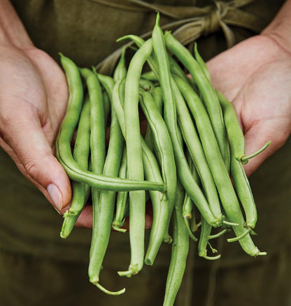 274 2 Burpee Blue Lake Bush Bean Seeds ounces of seed