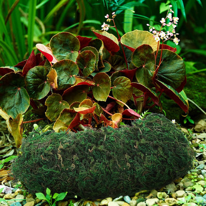 Garneck Artificial Moss Lichen - Simulation Fake Moss for DIY Green Decorative Potted Plants, 20g