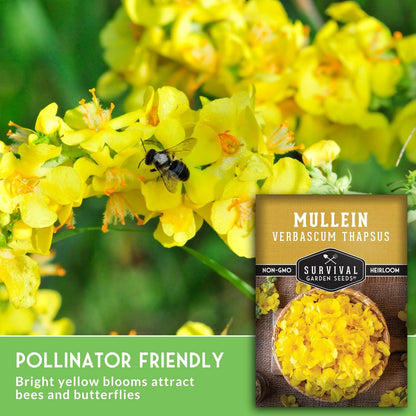 (1 Pack) Mullein Seeds for Planting - Verbascum Thapsus Medicinal Biennial Herb with Tall Yellow Flowers - Heirloom