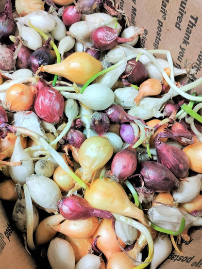 3 Sets (Bulbs) 1 (~100 Sets) 2026 TomorrowSeeds - Colors Mix Onion - Pound - Fresh Crop, Stored Cold, for Planting