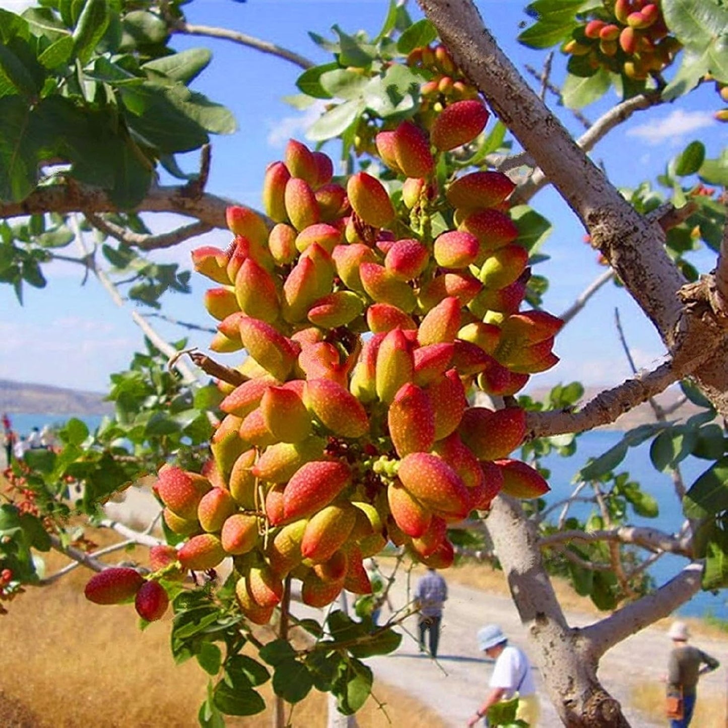 seedsforbr 5 Pistachios Tree Pcs Seeds for Home Garden