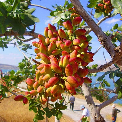 seedsforbr 5 Pistachios Tree Pcs Seeds for Home Garden