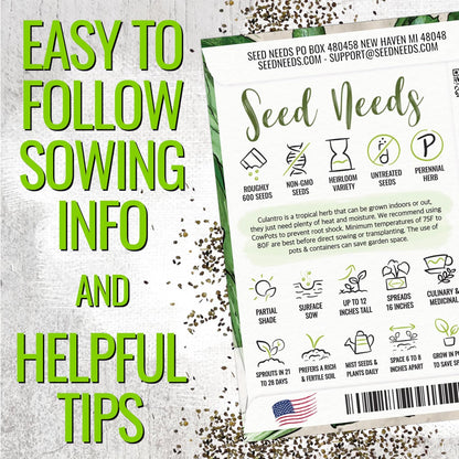 (1 Pack) Seed Needs Culantro Seeds for Planting Mexican Coriander - Non-GMO Heirloom & Untreated Culinary/Medicinal